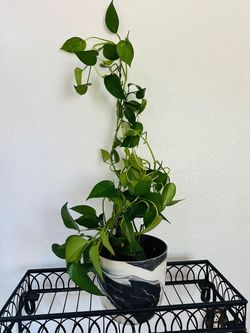 Pothos in 10inch ceramic pot