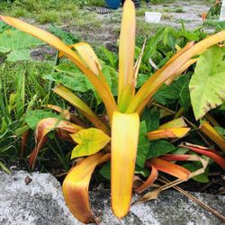 Large Yellow Bromeliads 