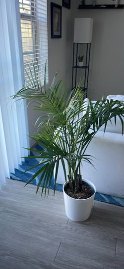 Living Room Furniture