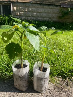 Tomatillo