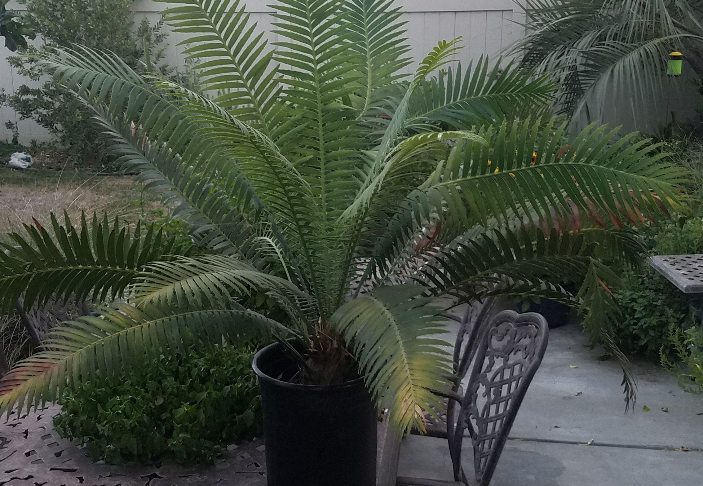 Dioon spinulosum cycad for sale!