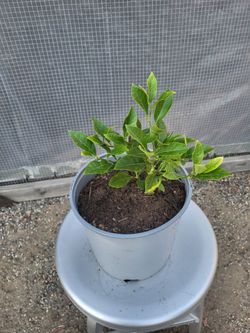 Lemon Plant 10" Nursery Pot