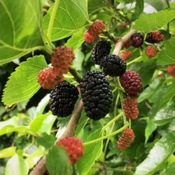 Pakistani Mulberry ( Sehtoot) Tree 8 Ft Tall Fruiting Already 