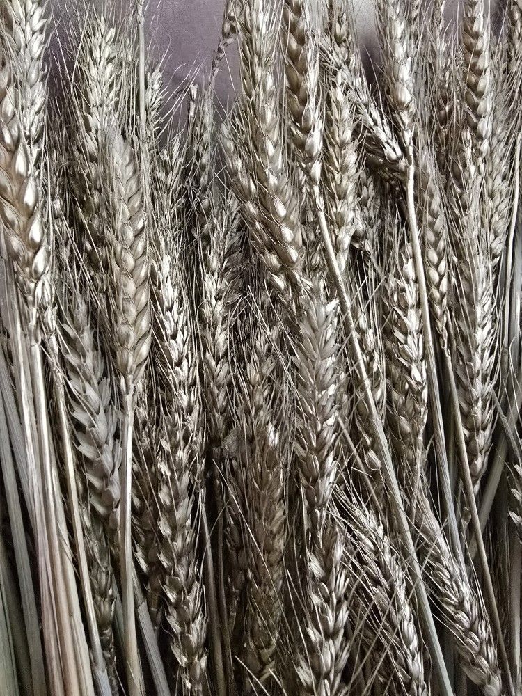 Espigas