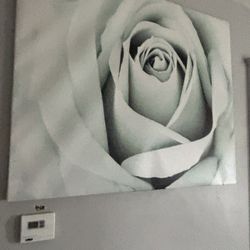 Mint Green Rose Canva 