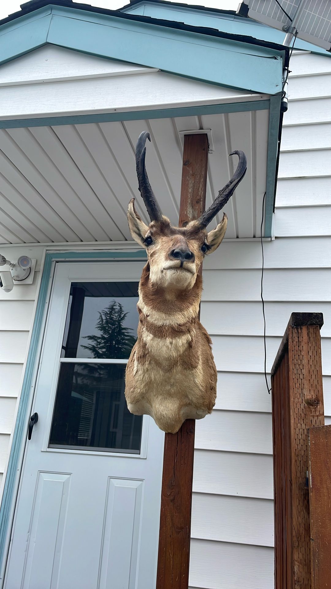 Antelope Head