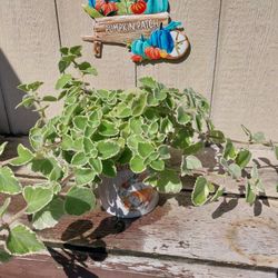 CUBAN OREGANO- HERB & HOUSEPLANT