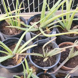 Aloe plants