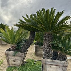 Sego Palms Tri