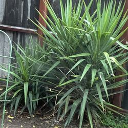 Large Yucca Plants