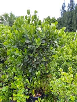 Clusia tree great for privacy any size 1 gallon to 25 gallons