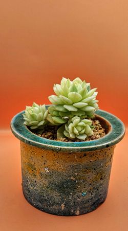 Echeveria Californica Queen Variegated Cluster Rare Korean Import  Succulent 
