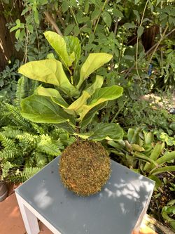 Plants - Kokedama - Fiddle-leaf Fig