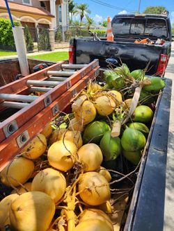 Coconuts , Coconut Palms