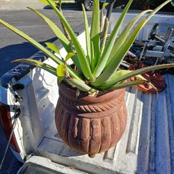 large, potted aloe vera plant. 