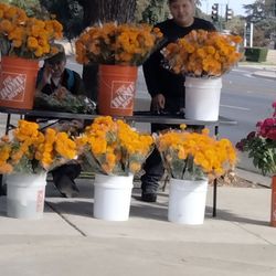 Flor De Zempashuclil Para Día De Muertos 