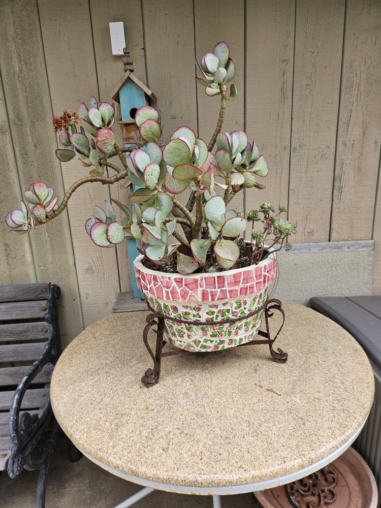 Silver Dollar Jade Bonsai Plants mature Succulentent In The Vintage Planter