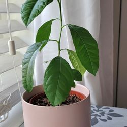 Lychee Tree