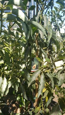 Árboles de aguacate