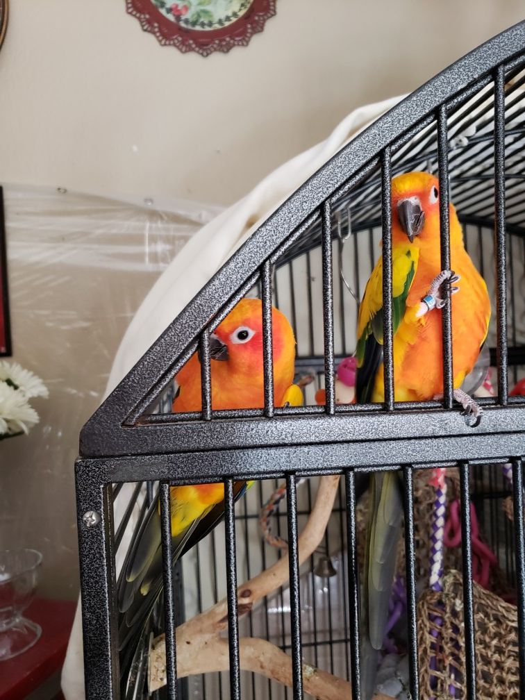 Sun conures