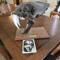 Saber-toothed Cat Skull Replica