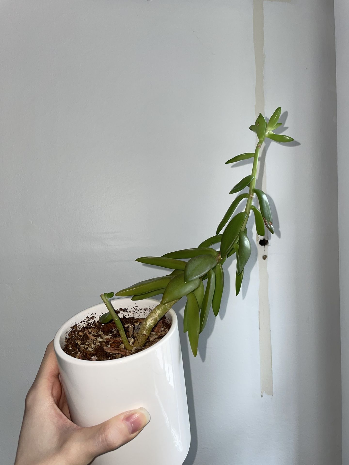 Succulent In 3 & 1/2" Pot