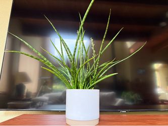 Flowering snake plant