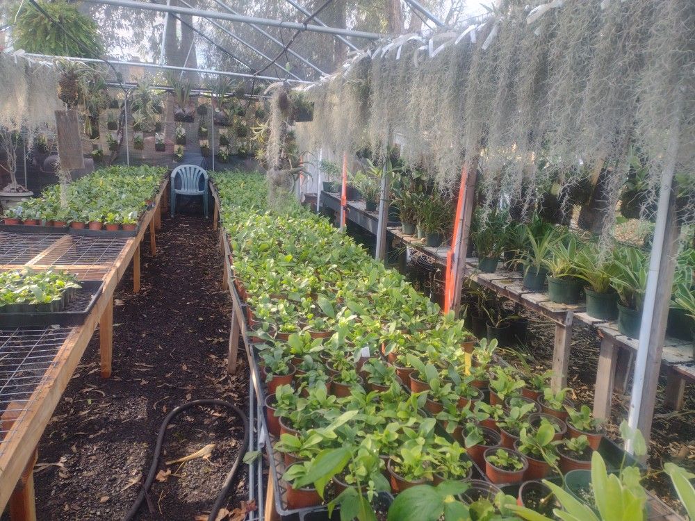 Plants Wholesale C Description