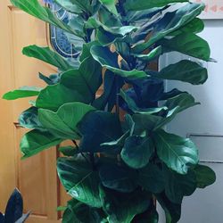 Fiddle Leaf Fig Tree
