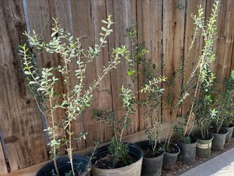Olive trees, 3 foot tall $30 each Olive trees, 3 foot tall $30