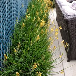 Bulbine Frutescens succulent