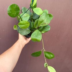 6” hoya obovata 