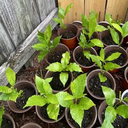 Red Cashew Apple Trees/Arbol De Marañon