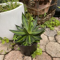 Agave