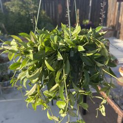 Hoya Lacunosa Plant