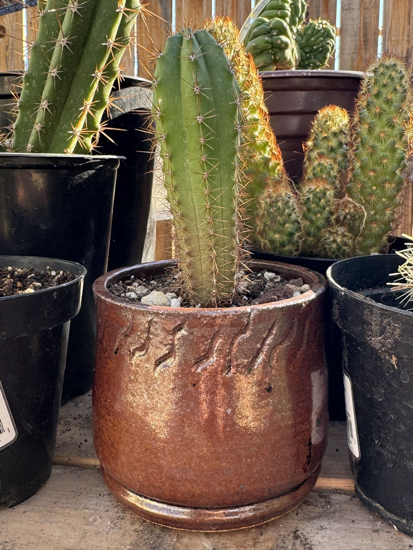 Cactus Trichocereus Icaros X SS02 With Pot