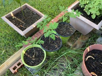Moringa plants