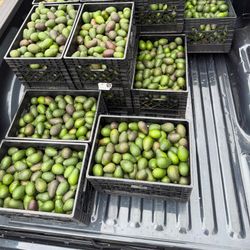 Avocado caja 25$ chico
