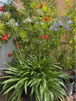 Lily of the Nile in 15 gallon,  $24  bonitas lilysfull of plants inside have a lot plants inside. Beautiful flowers in 15 gallon