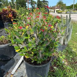 Crown Of Thorns - 7gl