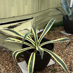 Large Outdoor Plant 