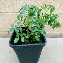 Tomato 🍅 🌱 Plants