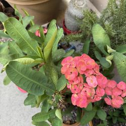 Crown Of Thorns Red  Giant Clusters