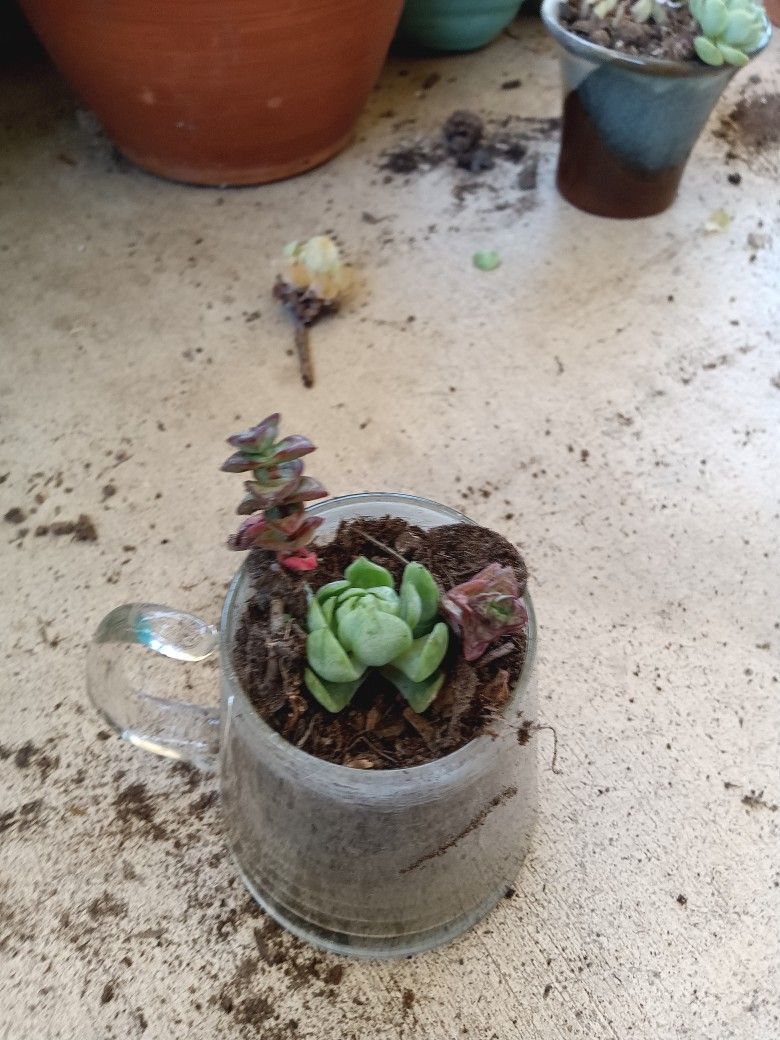 Cute Little Succulent Plants