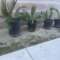  4 Plants For $50. dollar.