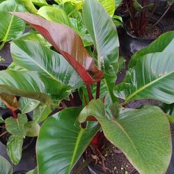 Green Congo Plants 7gl 🌿💚$25