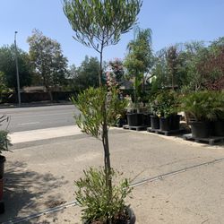 Hopseed 3 Tiers Topiary Plant 