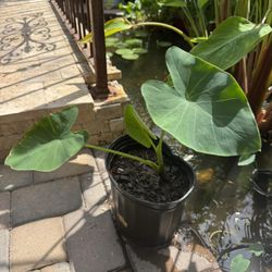 Aquatic Plant 