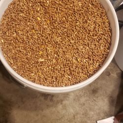 Sweet chicken feed