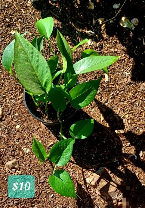Plants